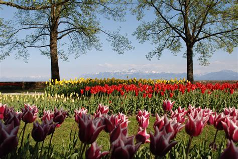 morges tulpen|Tulip Festival 